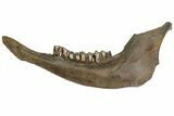 Pleistocene Aged Fossil Bison Jaw Bone - Kansas #152245-1